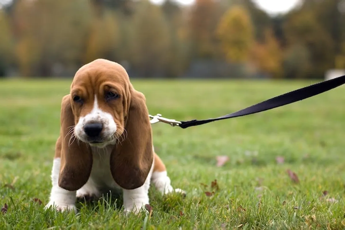 A cheerful basset hound puppy playing on a lush green lawn with a leash, surrounded by plenty of space to run and explore. The mood is lively and welcoming—perfect for pet owners.